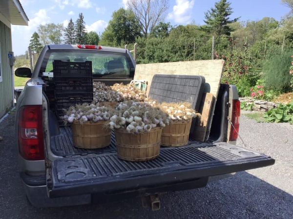 Garlic transport.